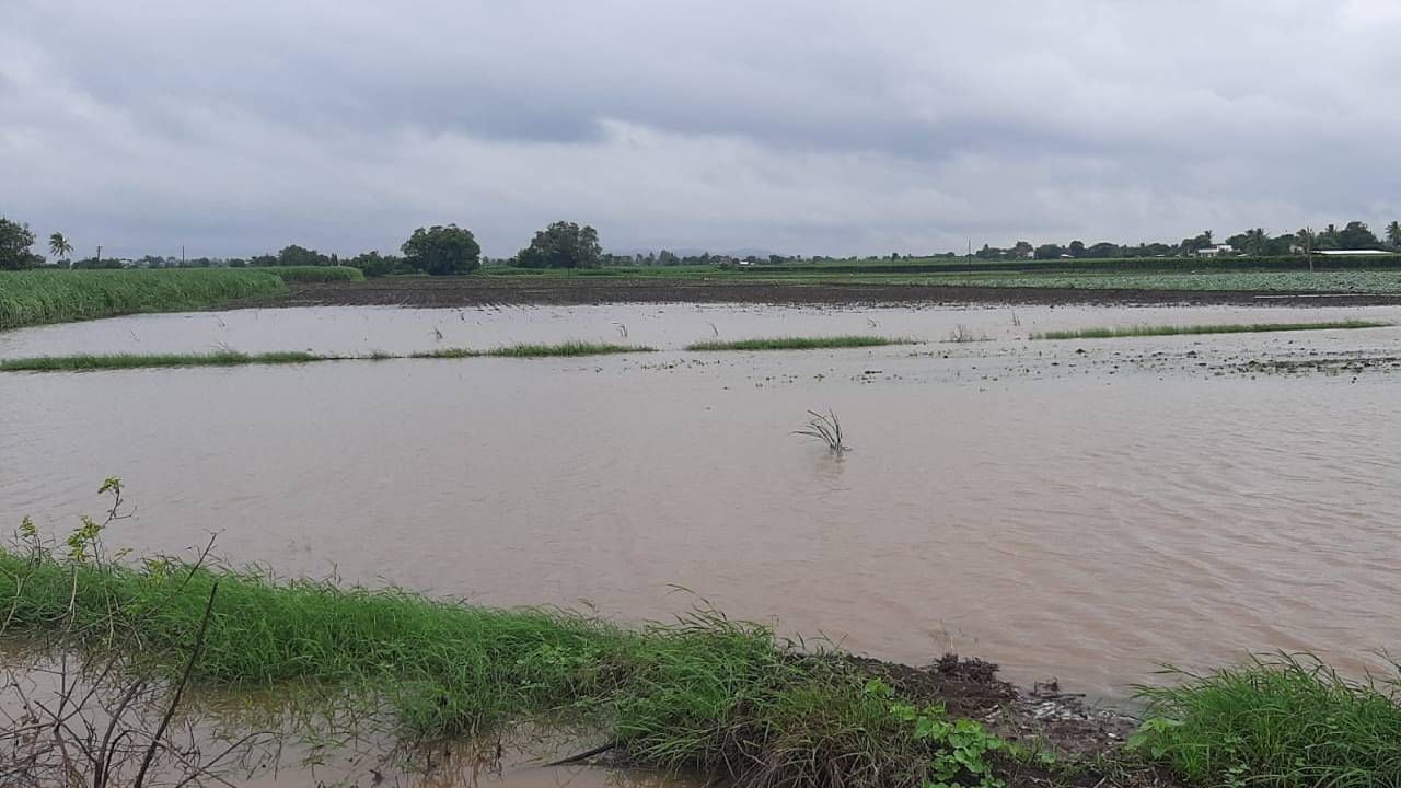 Nashik | गोदावरी नदीच्या पुरामुळे निफाड तालुक्यातील गोदाकाठ परिसरातील शेती पिकांना मोठा फटका!