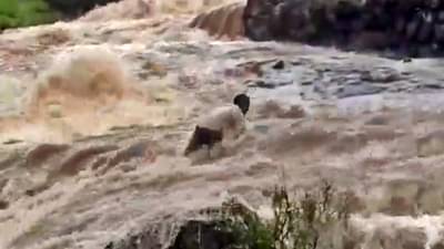 Pune rain : कठडे नसलेल्या पुलावरून जाताना वाहून गेला, स्थानिकांनी वाचवलं; कॅमेऱ्यात कैद झालं जुन्नरमधलं काटा आणणारं दृश्यं