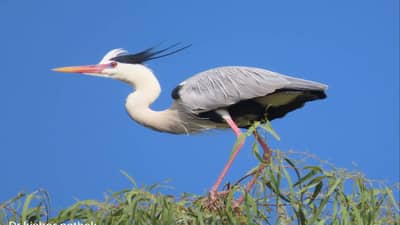Nature | माणसांनी घरट्यांसहित झुडुपं हटवली, पक्ष्यांनी मग उंचच निवारा शोधला, निलगिरीच्या झाडावर राखी सारंग पक्ष्यांची नवी वसाहत काय सांगतेय?
