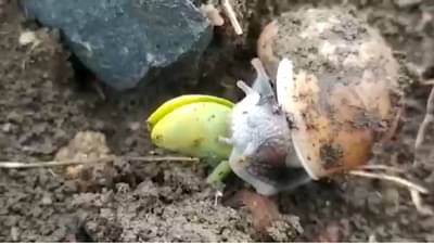 Beed Farmer Snail Attack : राज्यात एकीकडे पुरस्थिती, दुसरीकडे बीड जिल्ह्यात पावसाची प्रतिक्षा! पिकांवर गोगलगायींच्या प्रादुर्भावानं शेतकरी संकटात