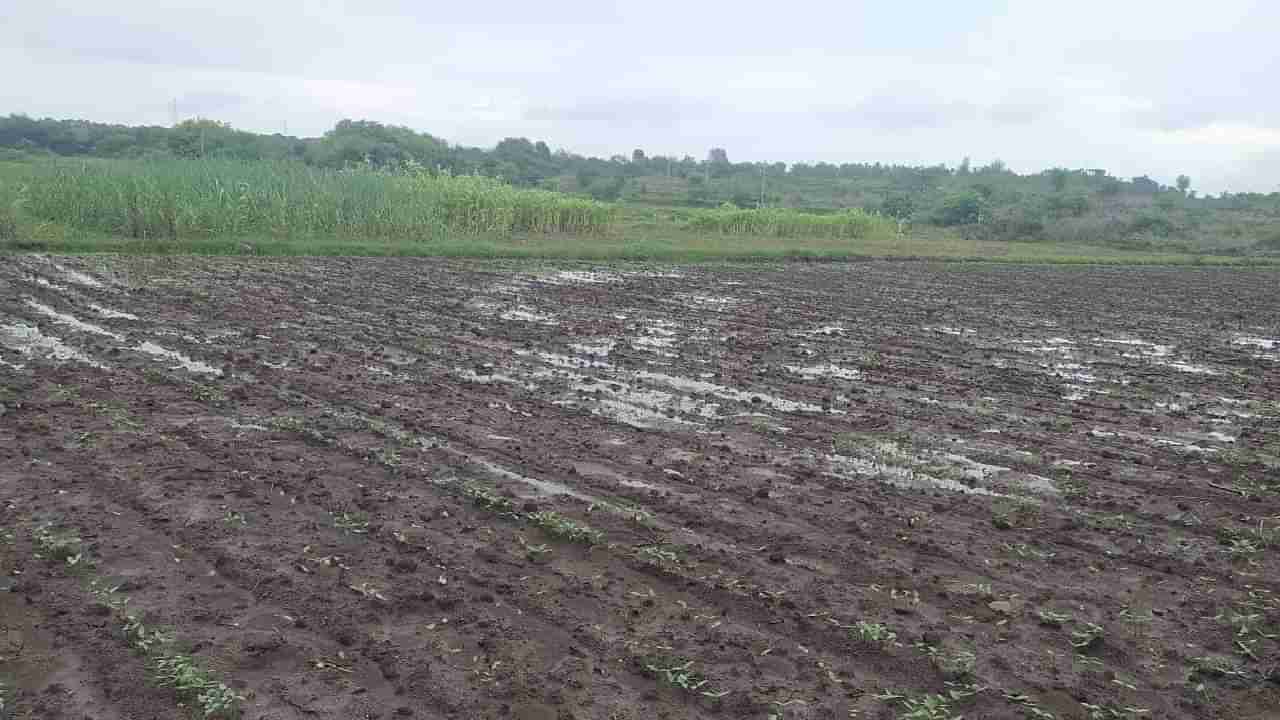 Kharif Season : शेतकऱ्यांचा सोयाबीनवर भर, पाण्यातले सोयाबीन बहरणार कसे? कृषी विभागाचा महत्वपूर्ण सल्ला..!