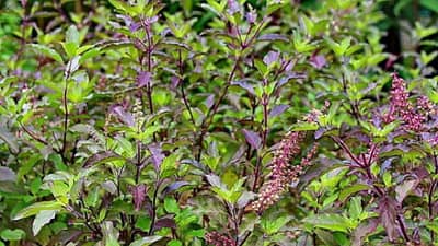 Spiritual: अशी ओळखा राम आणि कृष्ण तुळस, जाणून घ्या नियम