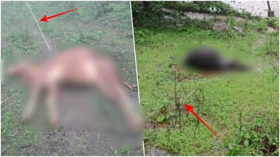 Pune rain : तुटलेल्या तारांचा स्पर्श होऊन गाय-बैलाचा मृत्यू, महावितरणच्या गलथान कारभारामुळे शेतकऱ्याला डोक्याला हात लावायची वेळ