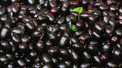 Weight loss : वजन कमी करायचं असेल तर रोज खा जांभूळ, जाणून घ्या फायदे