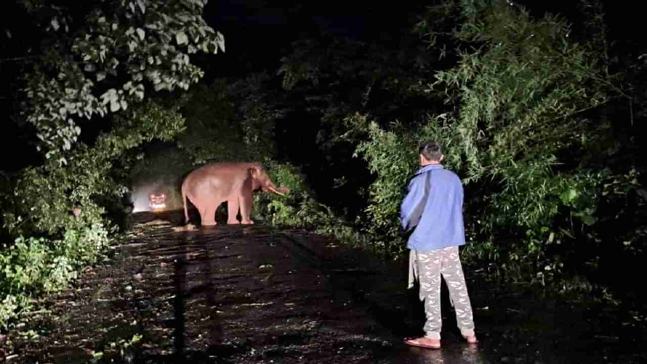 हत्तीनेच रस्ता 2 तास रोखून धरला; आजरा-आंबोली मार्गावर वाहनांच्या रांगाच रांगा; शेतकऱ्यांचेही नुकसान