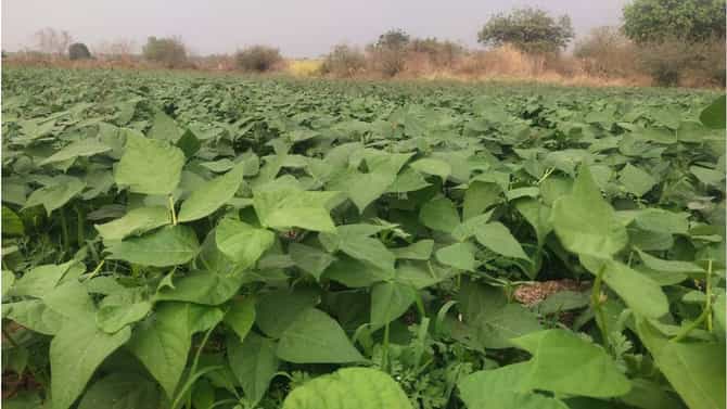 Kharif Season : भौगोलिक मानांकन ज्वारीला, शेतकऱ्यांचा भर सोयाबीनवर, मंगळवेढ्यातील शेतकऱ्यांना का घेतला निर्णय?