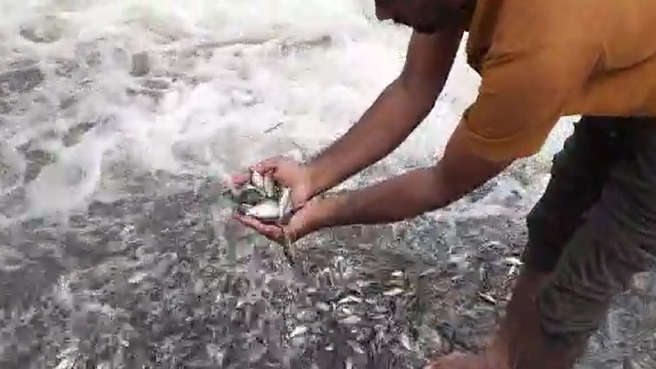 बीडमध्ये नदीत आला माशांचा महापूर; मासे पकडण्यासाठी लोकांची गर्दी