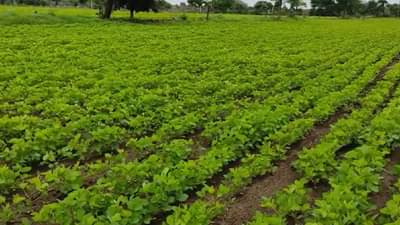 Buldhana : निसर्गाच्या लहरीपणामुळे पिकांचे नुकसान, शेतकऱ्यांसमोर आता पीकविमा योजनेचाच पर्याय, काय आहे कृषी विभागाचे आवाहन?