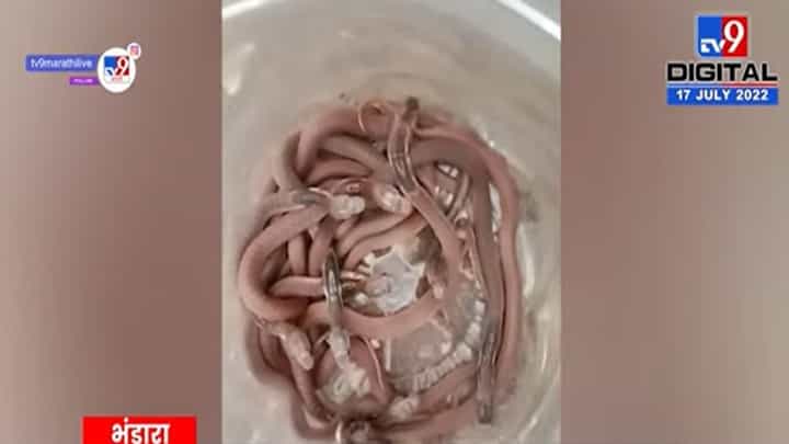 Bhandara : भंडाऱ्यात एकाच घरात आढळले 12 नाग Bhandara : भंडाऱ्यात एकाच घरात आढळले 12 नाग