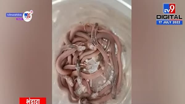 Bhandara : भंडाऱ्यात एकाच घरात आढळले 12 नाग