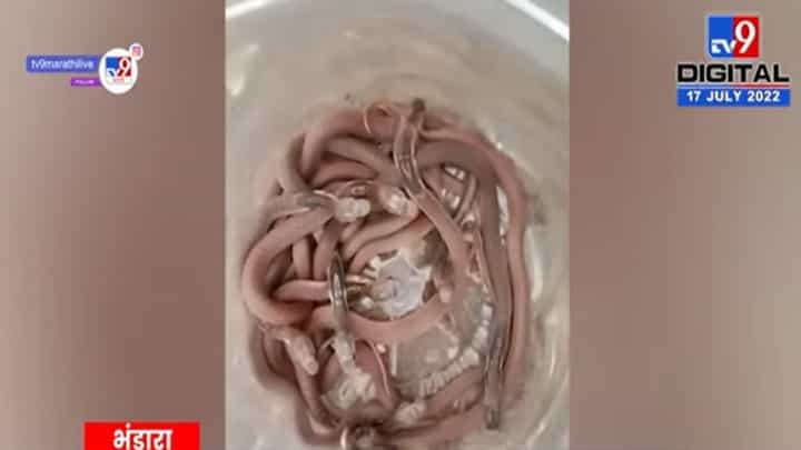 Bhandara : भंडाऱ्यात एकाच घरात आढळले 12 नाग Bhandara : भंडाऱ्यात एकाच घरात आढळले 12 नाग