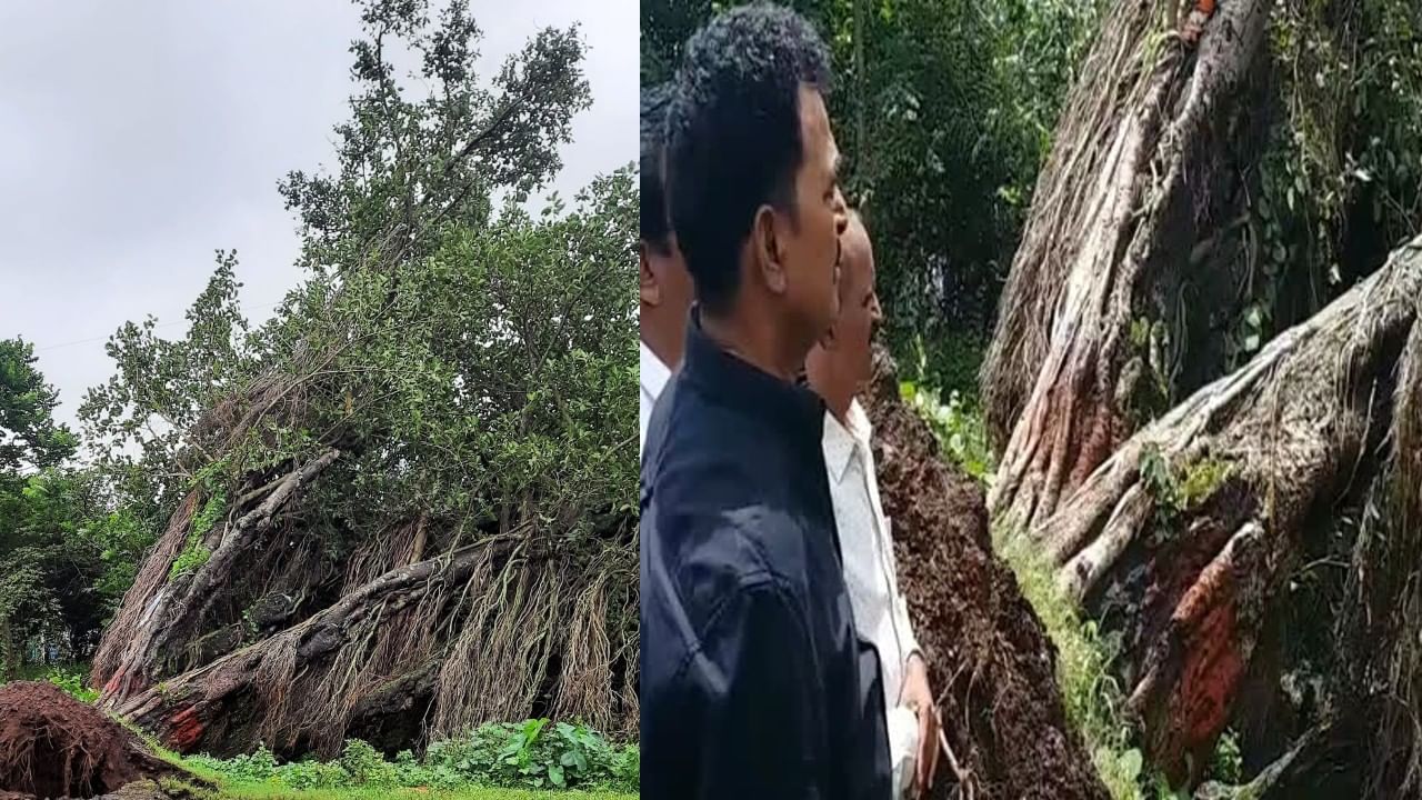 Sayaji Shinde: 100 वर्षांपूर्वींच्या वडाच्या झाडाला जीवदान; सयाजी शिंदेंच्या प्रयत्नांनंतर डेरेदार वृक्षाचं पुनर्रोपण
