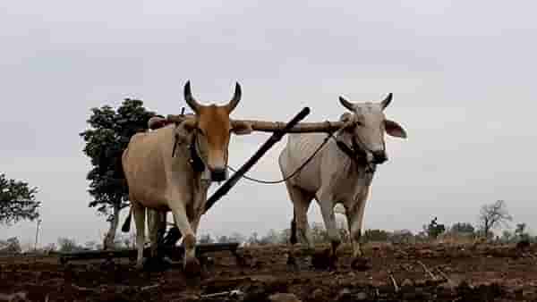Crop Insurance : पीकविम्याचे धोरण बदलले, सरकारी विमा कंपनीचा काय तोटा काय फायदा? वाचा सविस्तर
