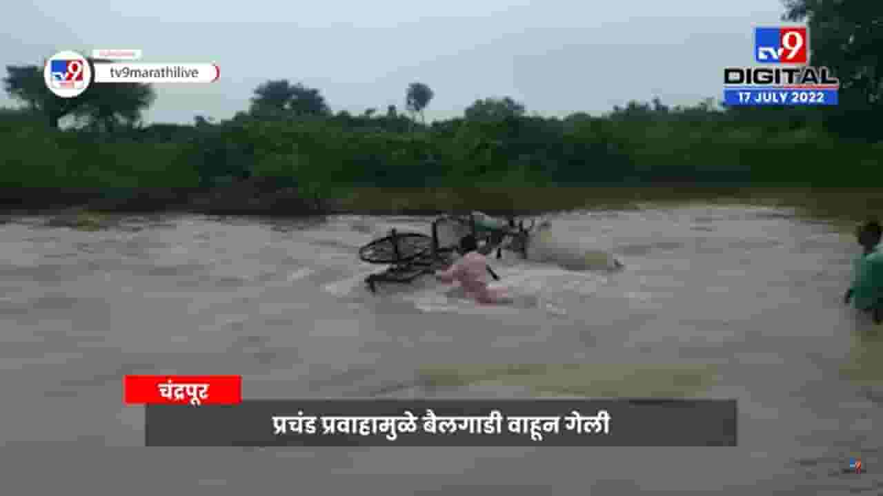नाल्याच्या पुरात बैल गाडी वाहून गेली; चंद्रपूरमधील थराराक व्हिडिओ