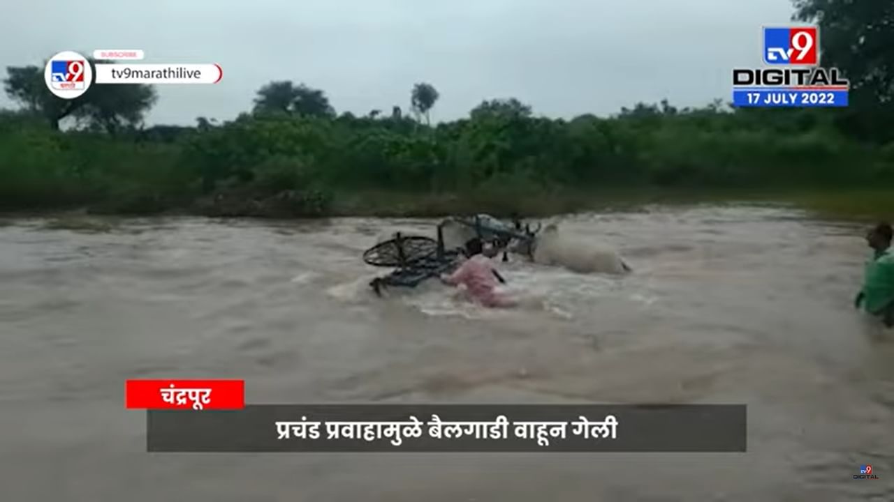 नाल्याच्या पुरात बैल गाडी वाहून गेली; चंद्रपूरमधील थराराक व्हिडिओ