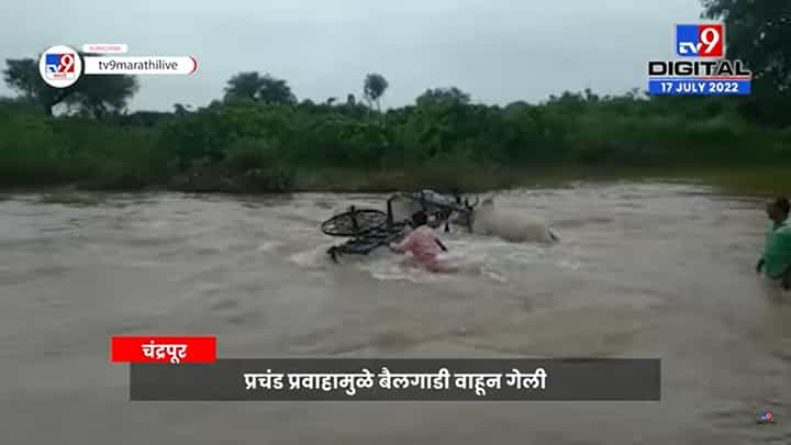 नाल्याच्या पुरात बैल गाडी वाहून गेली; चंद्रपूरमधील थराराक व्हिडिओ नाल्याच्या पुरात बैल गाडी वाहून गेली; चंद्रपूरमधील थराराक व्हिडिओ