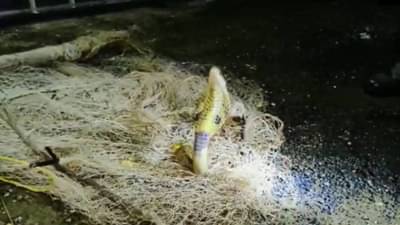 Thane Cobra : अरे बापरे! कोळ्याच्या जाळ्यात म्हावऱ्याऐवजी नागोबा गावला, घरात जाळं उघडताच सर्वांची तंतरली