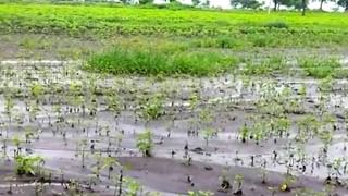 Kharif Season : पावसाचा जोर ओसरला, शेतकऱ्यांसमोर आता नवेच संकट, शेती कामांना वेग..!