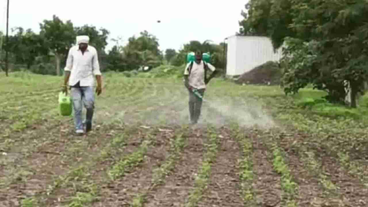 Kharif Season : पावसाचा जोर ओसरला, शेतकऱ्यांसमोर आता नवेच संकट, शेती कामांना वेग..!