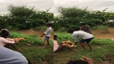 Chandrapur | चंद्रपूर जिल्ह्यात क्रूरतेचा कळस, चक्क कुत्र्याच्या मानेला आणि पायाला दगड बांधून फेकून दिले पाण्यात!