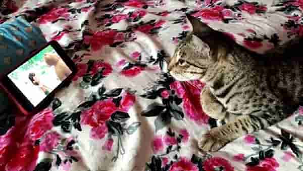 Buldana Cat : मुलांबरोबरच आता मांजरांनाही लागला मोबाईलचा लळा, खामगावात कार्टून पाहिल्याशिवाय मांजरं झोपतच नाहीत