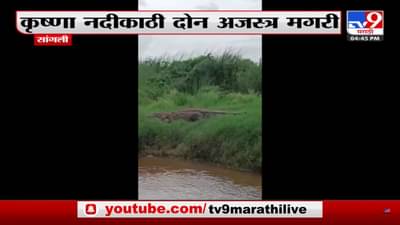 अबब! सांगलीच्या कृष्णा नदी काठी दोन अजस्त्र मगरीचे दर्शन; मगरींना पाहून नागरीक भयभीत