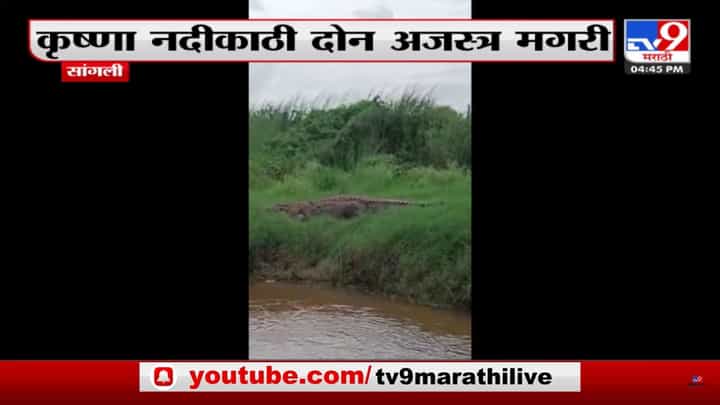 अबब! सांगलीच्या कृष्णा नदी काठी दोन अजस्त्र मगरीचे दर्शन; मगरींना पाहून नागरीक भयभीत अबब! सांगलीच्या कृष्णा नदी काठी दोन अजस्त्र मगरीचे दर्शन; मगरींना पाहून नागरीक भयभीत