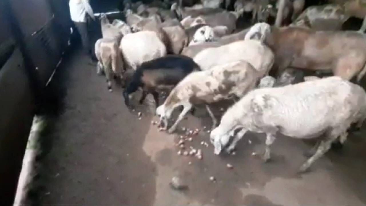 Lasalgaon : मेंढ्यांच्या दावणीला चक्क कांदा, कारण वाचून चक्रावून जाताल..! नेमकी काय आहे भानगड? Lasalgaon : मेंढ्यांच्या दावणीला चक्क कांदा, कारण वाचून चक्रावून जाताल..! नेमकी काय आहे भानगड?