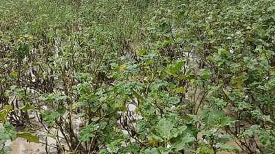 Bhandara : धान पिकांसह भाजीपाला पाण्यात, शेतकऱ्यांवर दुहेरी संकट, काय आहेत मागण्या?