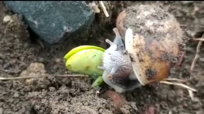 Agricultural : गोगलगायीचा धोका टळणार अन् शेतकऱ्यांना मदतही मिळणार, नेमका काय आहे कृषी विभागाचा उपक्रम?