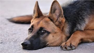 Dog Arrested: मालकाच्या बेईमानीची शिक्षा भोगतोय कुत्रा; पोलिसांनी अटक केलेल्या कुत्र्याचे जेलध्ये होत आहेत भयंकर हाल
