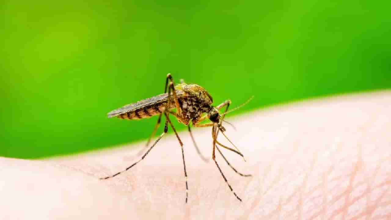 Dengue Diet: डेंग्यूच्या रुग्णांनी  हे  पदार्थ खाणे टाळावे, अन्यथा होऊ शकतो त्रास