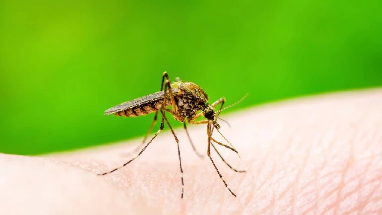 Dengue Diet: डेंग्यूच्या रुग्णांनी ' हे ' पदार्थ खाणे टाळावे, अन्यथा होऊ शकतो त्रास
