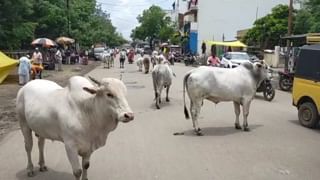 Bhandardara | भंडारदरा धरणातून 3500 क्युसेक पाण्याचा विसर्ग सुरू, दोन दिवसांपासून पावसाचा जोर पुन्हा वाढला!