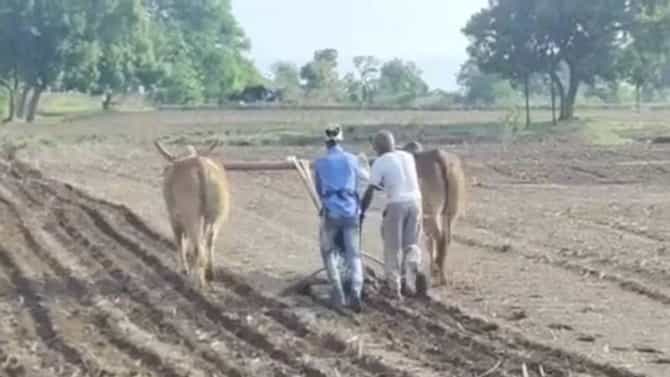 Nandurbar Cotton Cultivation | नंदूरबारमध्ये कापसाच्या लागवड क्षेत्रात वाढ, एक लाख 10 हजारांहून अधिक हेक्टरवर कापसाचा पेरा