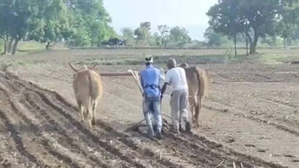 Nandurbar Cotton Cultivation | नंदूरबारमध्ये कापसाच्या लागवड क्षेत्रात वाढ, एक लाख 10 हजारांहून अधिक हेक्टरवर कापसाचा पेरा