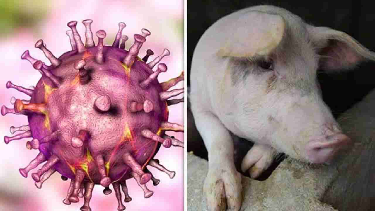 African Swine Fever | आफ्रिकन स्वाइन फिव्हरचा अनेक राज्यात संसर्ग, महाराष्ट्रामध्येही अलर्ट...