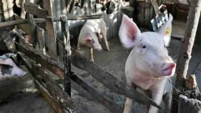 ASF : पशुसंवर्धन विभागाचा महाराष्ट्राला अलर्ट! डुकरांमधल्या अत्यंत घातक अन् संसर्गजन्य आजाराचा धोका वाढला