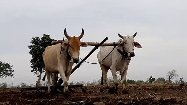 Kharif Season : पीक कर्जाचे वाटप कासव गतीने, शेतकरी अडचणीत असतानाही बँकांचा आखडता हात, व्यापारी बँकांचा मनमानी कारभार