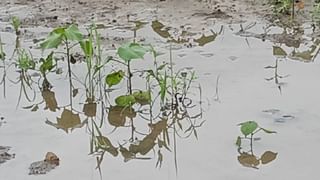 Kharif Season :  पीक कर्जाचे वाटप कासव गतीने, शेतकरी अडचणीत असतानाही बँकांचा आखडता हात, व्यापारी बँकांचा मनमानी कारभार