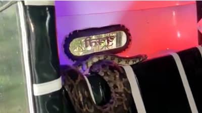 Thane: रिक्षाच्या सीटवर प्रवाशांच्या ऐवजी बसला 5 फुटी अजगर, रिक्षाचालकाचा भीती ने उडाला थरकाप