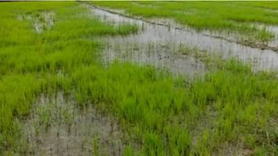 Nanded : पावसामुळं शिवाराचं चित्र बदललं, नांदेडात कधी नव्हे ते धान पीक बहरलं..!