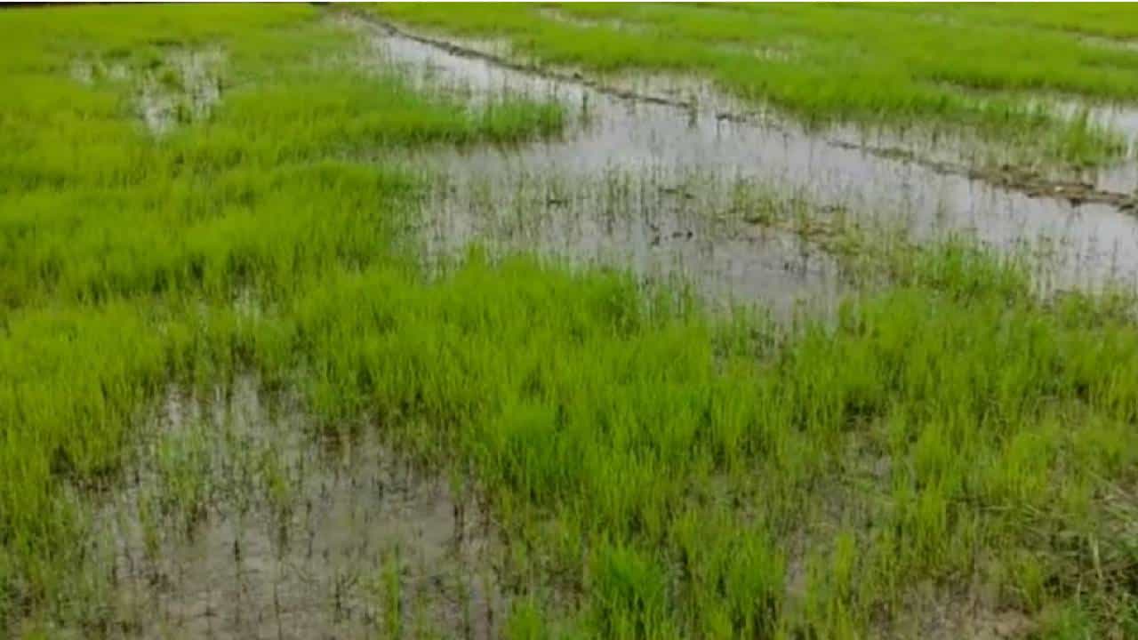 Nanded : पावसामुळं शिवाराचं चित्र बदललं, नांदेडात कधी नव्हे ते धान पीक बहरलं..!