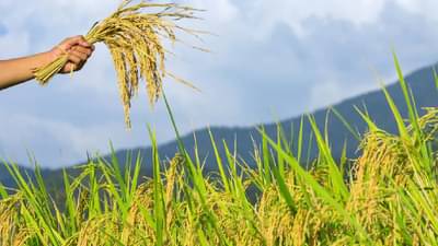 Crop Insurance Scheme : ‘पीएम फसल’चे लाभार्थी नेमकं कोण? विमा कंपन्या मालामाल...पाच वर्षांत 40,000 कोटींची कमाई...  