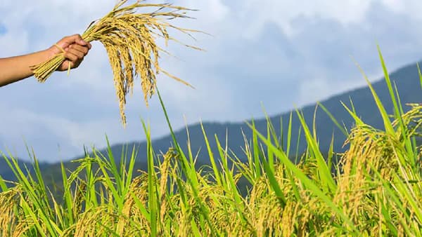 Crop Insurance Scheme : ‘पीएम फसल’चे लाभार्थी नेमकं कोण? विमा कंपन्या मालामाल...पाच वर्षांत 40,000 कोटींची कमाई...