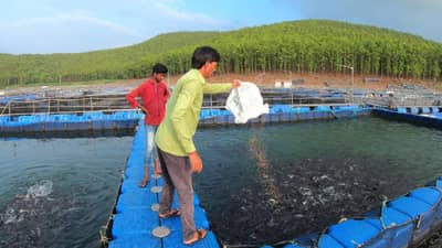 Fish Farming : मत्स्यपालनासाठी 60 टक्के अनुदान, कमी खर्चात अधिकचे उत्पादन, तरुणांसाठी केंद्राची भन्नाट योजना