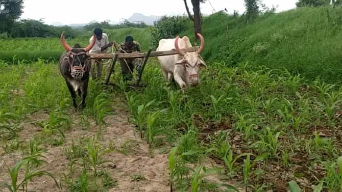 Nashik : पावसाची उघडीप, पीक मशागतींच्या कामांना वेग, उत्पादनवाढीसाठी शेतकऱ्यांचे प्रयत्न
