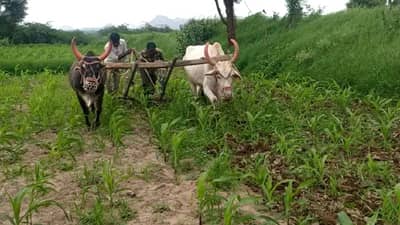 Nashik : पावसाची उघडीप, पीक मशागतींच्या कामांना वेग, उत्पादनवाढीसाठी शेतकऱ्यांचे प्रयत्न