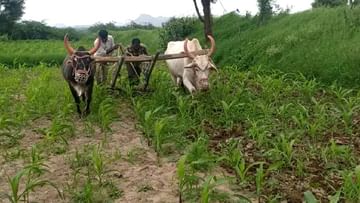 Nashik : पावसाची उघडीप, पीक मशागतींच्या कामांना वेग, उत्पादनवाढीसाठी शेतकऱ्यांचे प्रयत्न