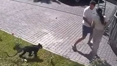 VIDEO: 2 वर्षांच्या लहानगीवर माकडाने केला हल्ला, पाय पकडून जमिनीवर आपडले, मुलीचं ओरडणं ऐकून आई आली धावून आणि...